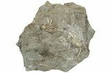 Fossil Crinoid (Cercidocrinus) Plate - Gilmore City, Iowa #232260-1